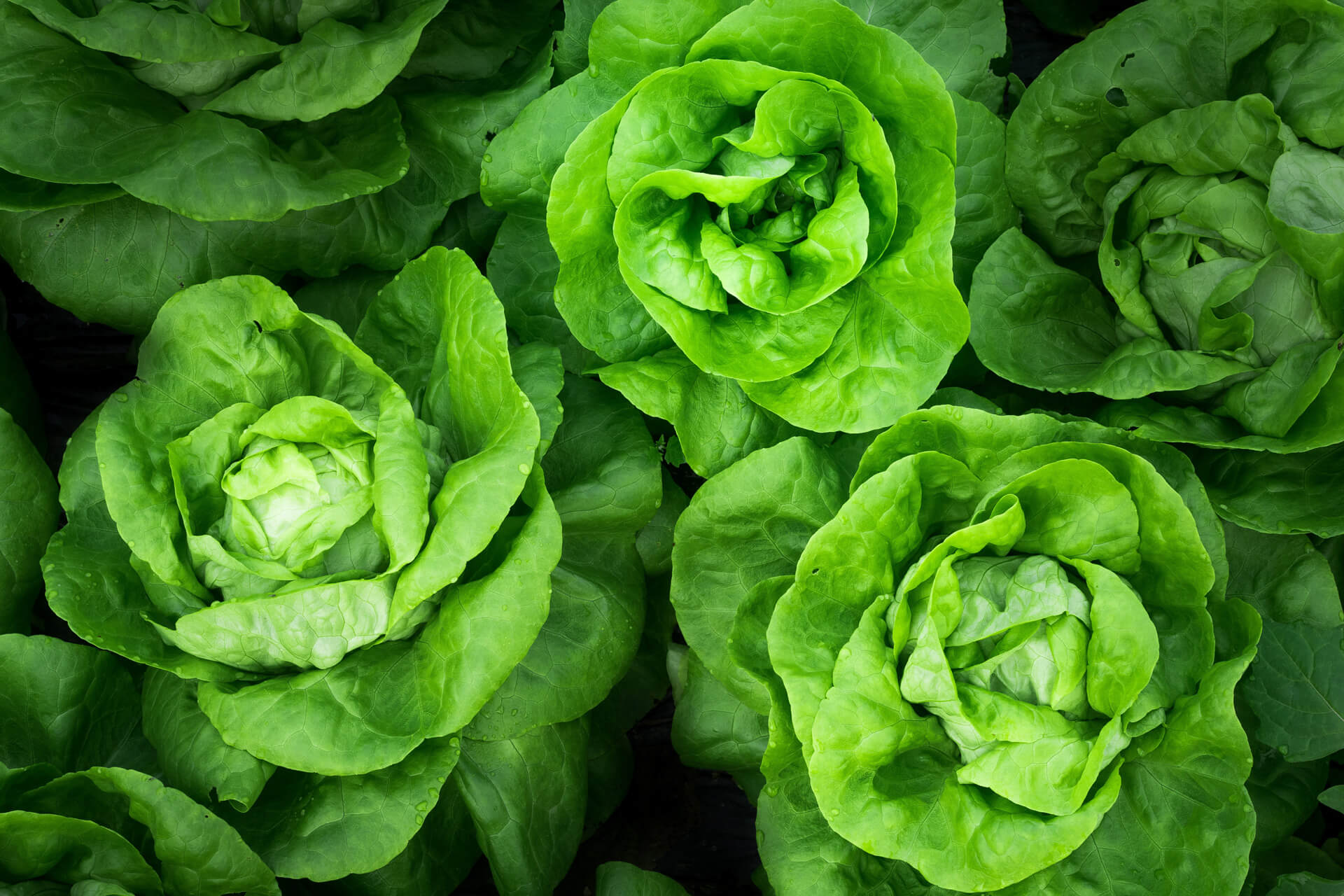 Salat, Catering fleur de cuisine, Firma Wilken Gourmet